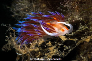 Kleptopredator Cratena_2022
(Canon100,1/200,f20,iso250) by Antonio Venturelli 